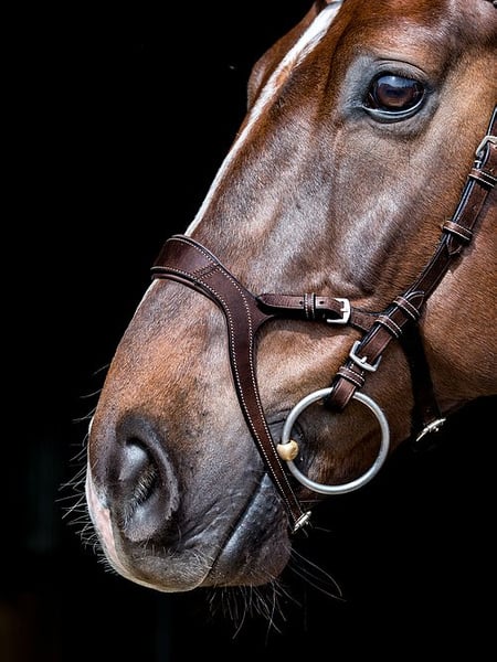 PS of Sweden Nirak Bridle