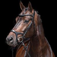 HKM Anatomical Sport Bridle