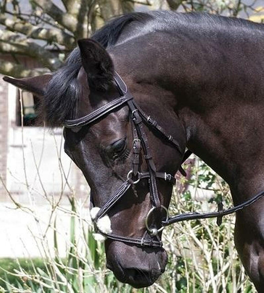 Rhinegold Elegance Mexican Grackle Noseband bridle